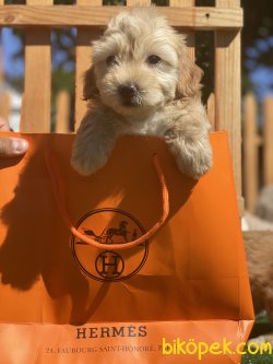 0 Numara Maltipoo Antialerjik Irk Apricote Renk 1
