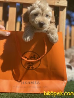 0 Numara Maltipoo Antialerjik Irk Apricote Renk 3