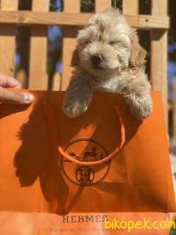 0 Numara Maltipoo Antialerjik Irk Apricote Renk 2