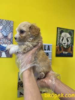 0 NUMARA MALTİPOO BEBEKLERİMİZ 4