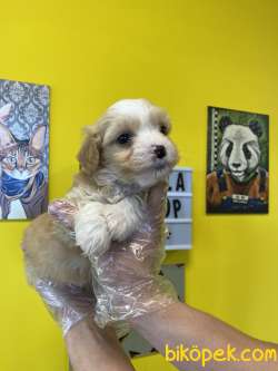 0 NUMARA MALTİPOO BEBEKLERİMİZ 5