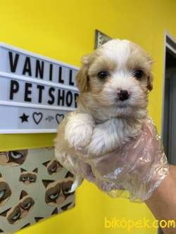 0 NUMARA MALTİPOO BEBEKLERİMİZ 3
