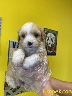 0 NUMARA MALTİPOO BEBEKLERİMİZ 2