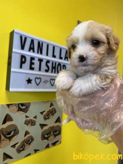 0 NUMARA MALTİPOO BEBEKLERİMİZ 1