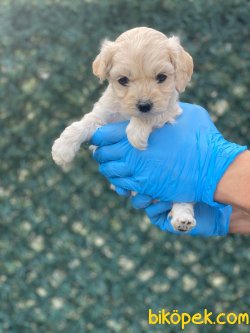 0 NUMARA BABY FACE MALTIPOO YAVRULAR 2
