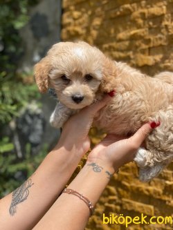 0 NUMARA MALTIPOO YAVRULARIMIZ 3