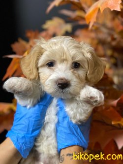 0 NUMARA MALTIPOO YAVRULARIMIZ 1