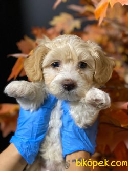 0 NUMARA MALTIPOO YAVRULARIMIZ 2