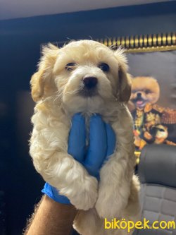 0 NUMARA MALTIPOO YAVRULARIMIZ 3