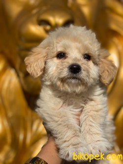 0 NUMARA MALTIPOO YAVRULARIMIZ 1