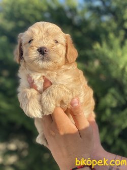 0 Numara Maltipoo Yavrularımız  Apricote 4