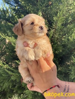 0 Numara Maltipoo Yavrularımız  Apricote 5