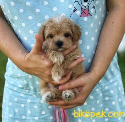 0 Numara Mini Maltipoo Yavrularımız Orjinal 1