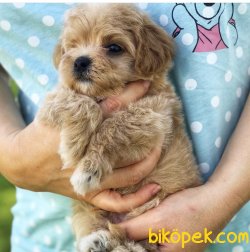0 Numara Mini Maltipoo Yavrularımız Orjinal 3