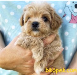 0 Numara Mini Maltipoo Yavrularımız Orjinal 2
