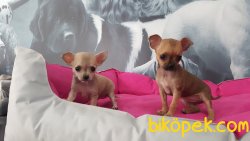 0 NUMARA MİNYATÜR CİNS Chihuahua Yavrularımız 1