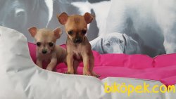 0 NUMARA MİNYATÜR CİNS Chihuahua Yavrularımız 4