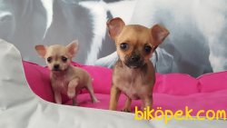 0 NUMARA MİNYATÜR CİNS Chihuahua Yavrularımız 5