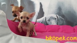 0 NUMARA MİNYATÜR CİNS Chihuahua Yavrularımız 3