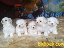 0 Numara Orjinal Bebek Suratlı Maltese Terrier Yavrularımız 2