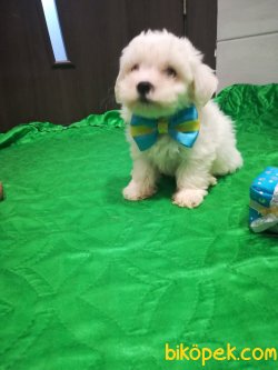 0 Numara Orjinal Bebek Yüzlü Maltese Terrier 4