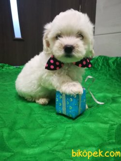 0 Numara Orjinal Bebek Yüzlü Maltese Terrier 1