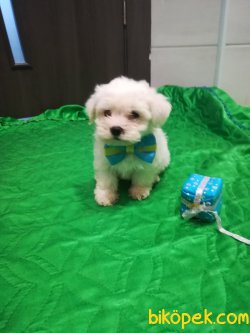 0 Numara Orjinal Bebek Yüzlü Maltese Terrier 2