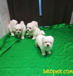0 Numara Orjinal Bebek Yüzlü Maltese Terrier 3