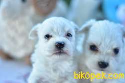 0 Numara Orjinal Maltese 3