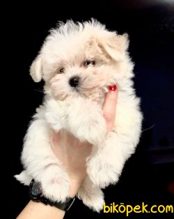 0 Numara Orjinal Maltese Terrier Baby Doll Surat Yavrulat 2