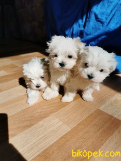 0 Numara Orjinal Maltese Terrier Baby Doll Surat Yavrulat 3