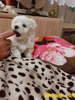 0 Numara Orjinal Maltese Terrier Baby Doll Surat Yavrulat 1