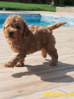 0 NUMARA POODLE BEBEKLERİ AŞILARI TAM 2