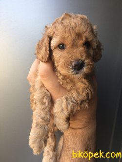 0 Numara Red Brown Toy Poodle 3