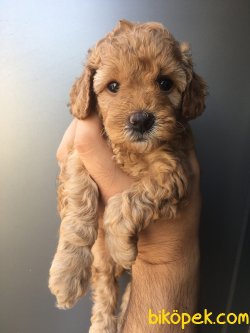 0 Numara Red Brown Toy Poodle 2