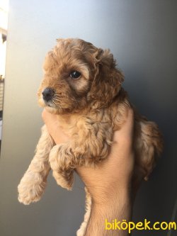 0 Numara Red Brown Toy Poodle 1