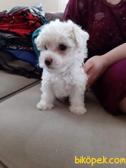 0 NUMARA SAFKAN MALTESE TERRİER 2