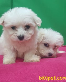 0 NUMARA SAFKAN MALTESE TERRİER 1