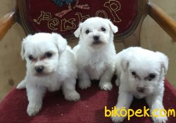 0 NUMARA SAFKAN MALTESE TERRİER 4