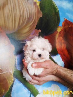 0 NUMARA SAFKAN MALTESE TERRIER YAVRULARIMIZ 3