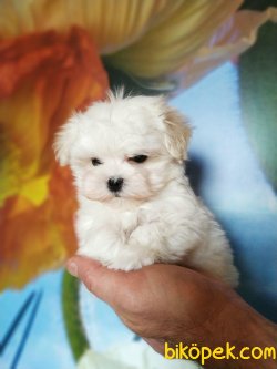 0 NUMARA SAFKAN MALTESE TERRIER YAVRULARIMIZ 1