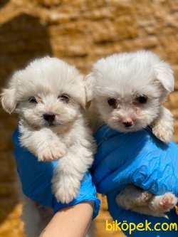 0 NUMARA SHOW KALITE MALTESE YAVRULAR 3
