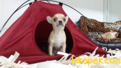 0 Numara Tea Cup Chihuahua Yavrularımız 2