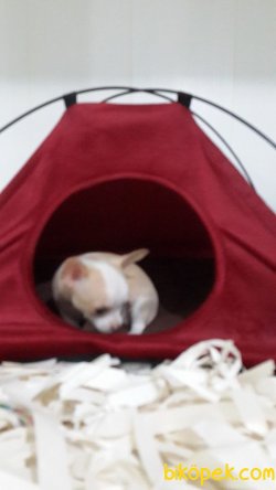 0 Numara Tea Cup Chihuahua Yavrularımız 3