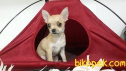 0 Numara Tea Cup Chihuahua Yavrularımız 1
