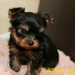 0 Numara Veya Tea Cup Yorkshire Terrier Bebeklerimiz 3