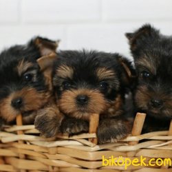 0 Numara Veya Tea Cup Yorkshire Terrier Bebeklerimiz 1