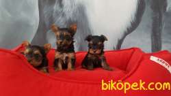 0 NUMARA YORKSHIRE TERRIER YAVRULARI 1
