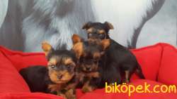 0 NUMARA YORKSHIRE TERRIER YAVRULARI 2