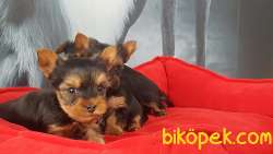 0 NUMARA YORKSHIRE TERRIER YAVRULARI 4